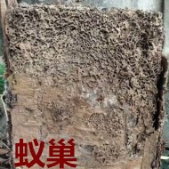 別墅墻體挖出超大白蟻巢?。。? />             <div   id=