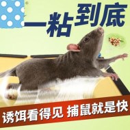 如何使用粘鼠板成功滅鼠？